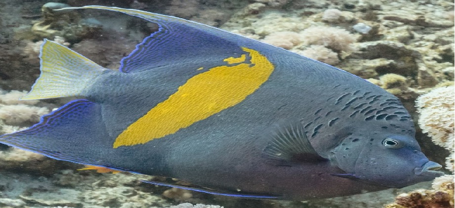Detectan "nueva especie exótica" de Pez Ángel en Mochima