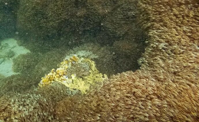 Científicos venezolanos emplean protocolos innovadores contra el coral invasor