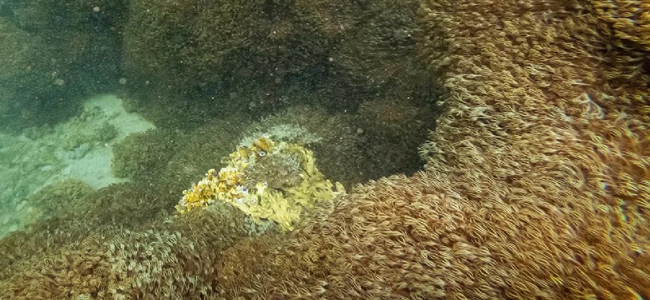 Científicos venezolanos emplean protocolos innovadores contra el coral invasor