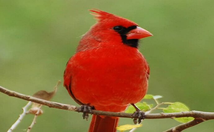 La Décima en el día a día: El guayamate o cardenal