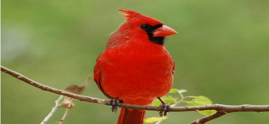 La Décima en el día a día: El guayamate o cardenal