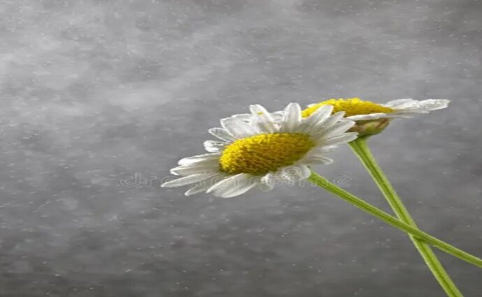 La Décima en el día a día: Cuando llueve en Margarita