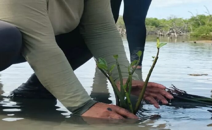 Nuevos ejemplares de Mangle Rojo fortalecen el Parque Nacional Laguna de La Restinga