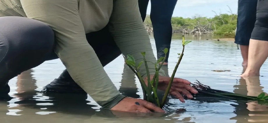 Nuevos ejemplares de Mangle Rojo fortalecen el Parque Nacional Laguna de La Restinga
