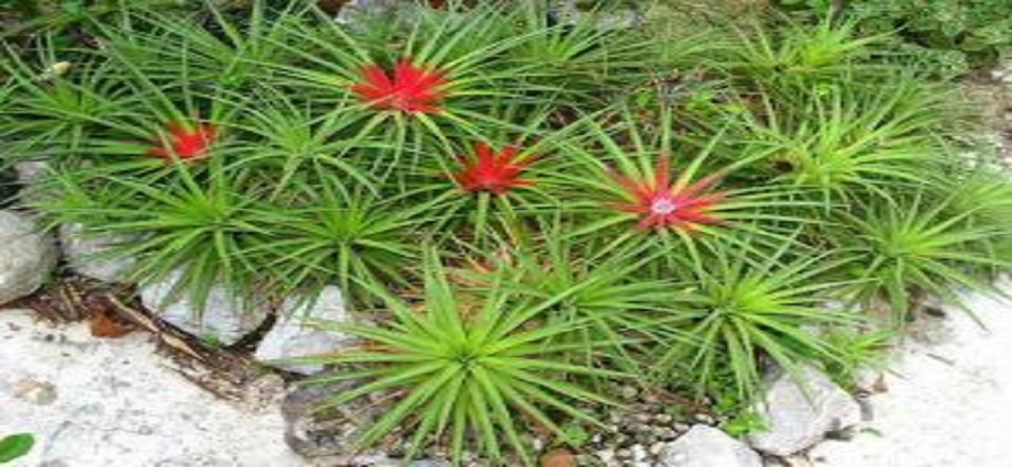 La Décima en el día a día: Yo quiero mis navidades