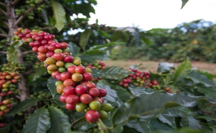 Mérida gana la Taza de Oro del EICEV 2025