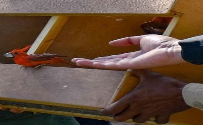 Liberadas 117 aves nativas en el Jardín Botánico de Maracaibo