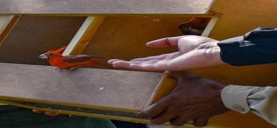 Liberadas 117 aves nativas en el Jardín Botánico de Maracaibo