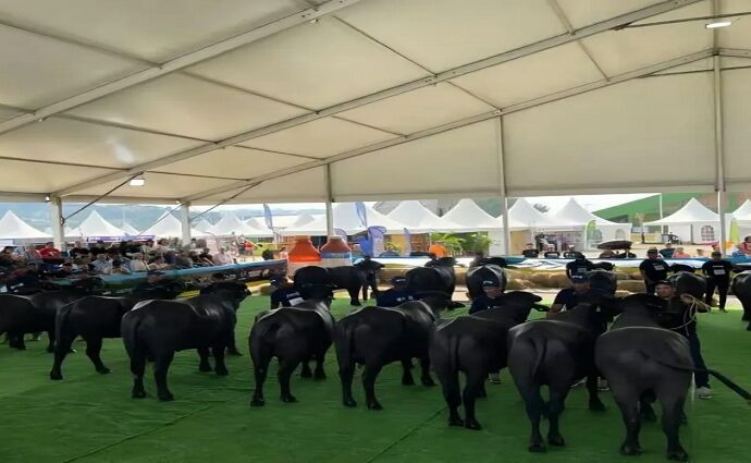 Apure es epicentro bufalino suramericano