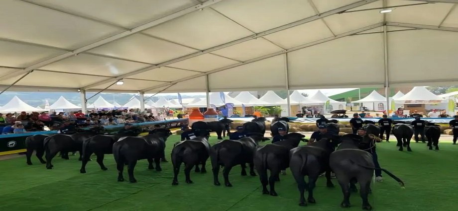 Apure es epicentro bufalino suramericano