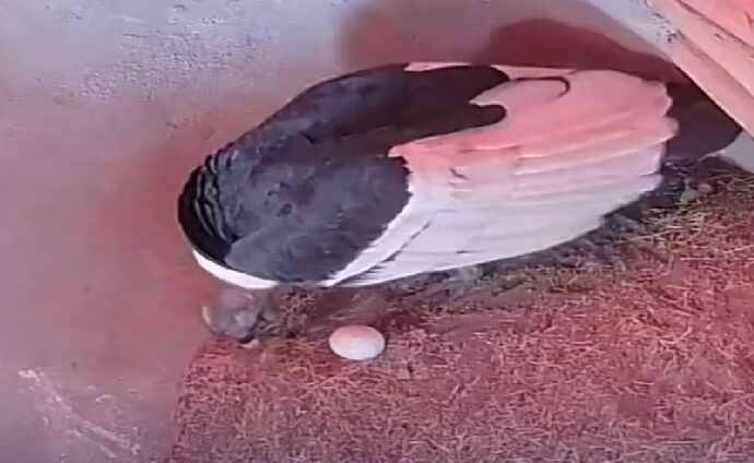 Mérida celebra la primera postura de un huevo de cóndor andino en 20 años