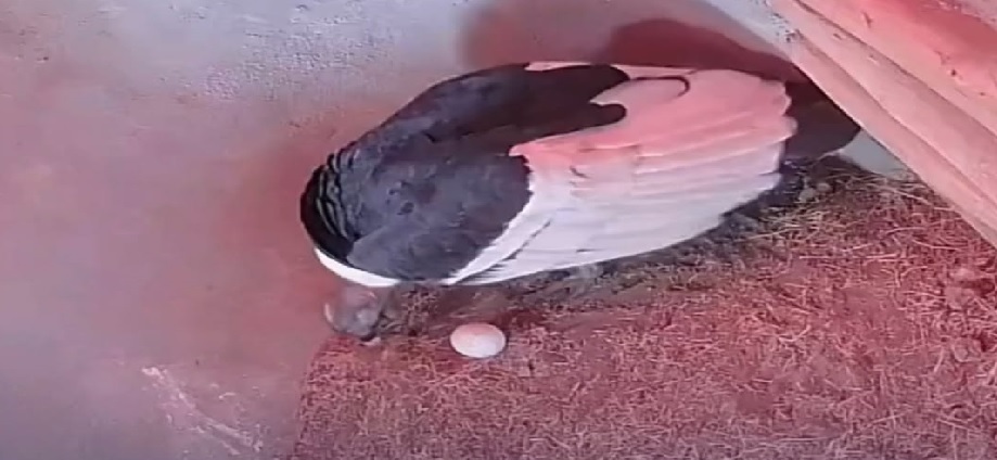 Mérida celebra la primera postura de un huevo de cóndor andino en 20 años