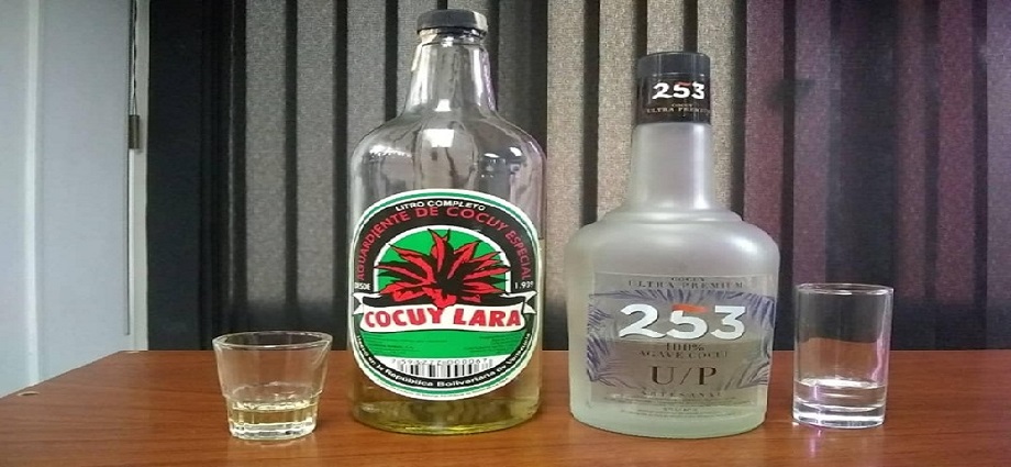 El Agave Cocuy se consolida como nuevo estandarte económico de Venezuela