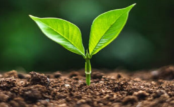 Décima en el Día a Día: Nací para ser semilla