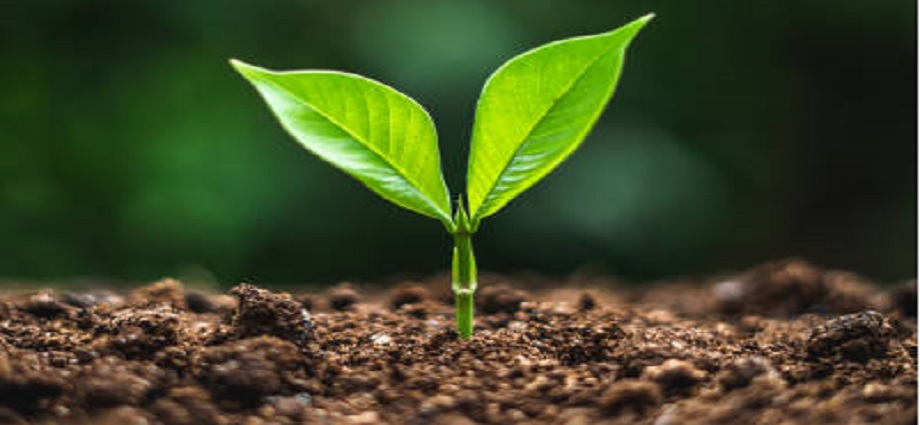 Décima en el Día a Día: Nací para ser semilla