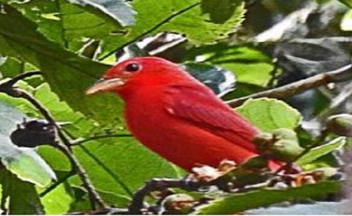 Avistan Cardenalito Migratorio en el Zulia