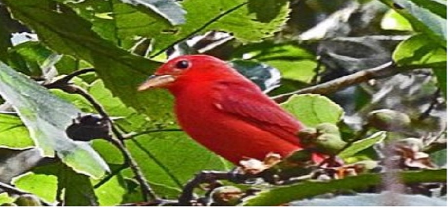Avistan Cardenalito Migratorio en el Zulia