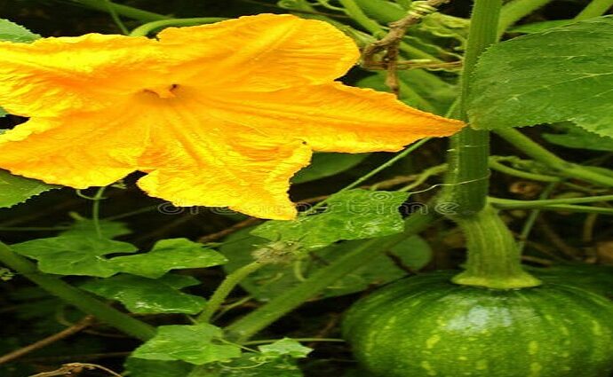 La Décima en el día a día: La esperanza que es la flor