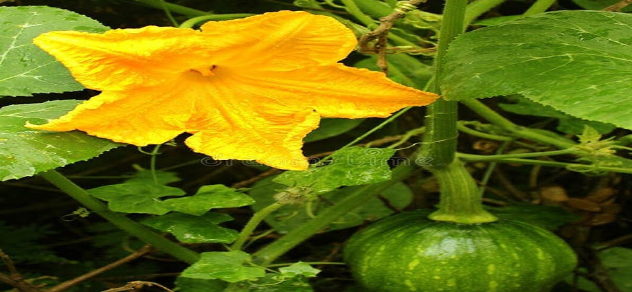 La Décima en el día a día: La esperanza que es la flor