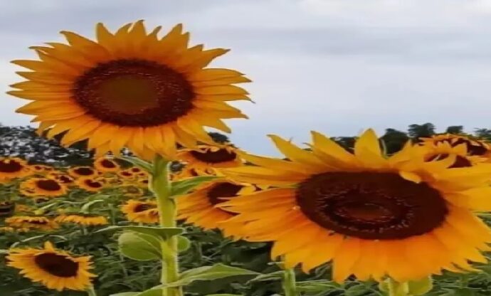 Portuguesa invita a disfrutar del espectáculo de los girasoles hasta el 11 de enero