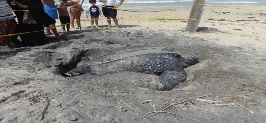 Nueva Esparta se prepara para el inicio de la temporada de desove de tortugas