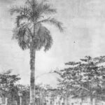 Efemérides Venezolanas: 11 de febrero