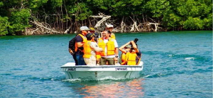 Impulsan restauración costera en La Restinga con recolección de mangle rojo