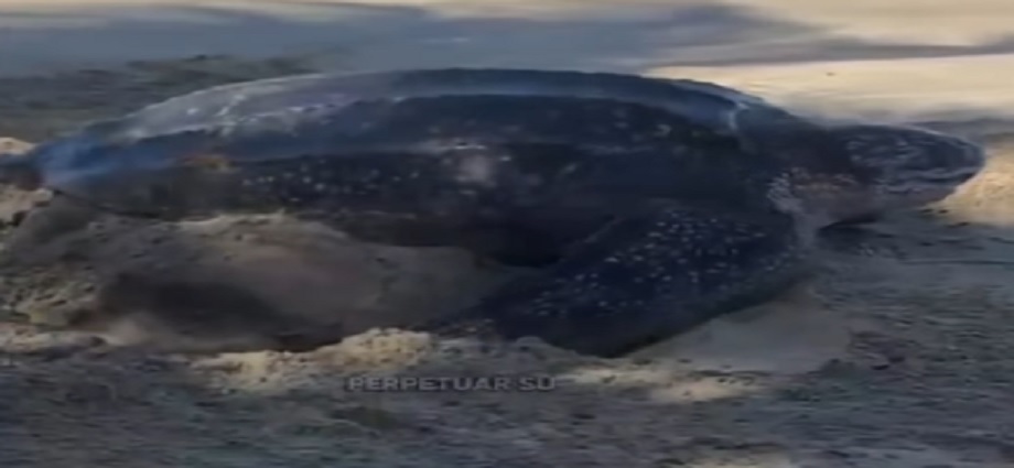 Alerta en Playa Parguito: Construcciones ilegales desplazan a tortuga