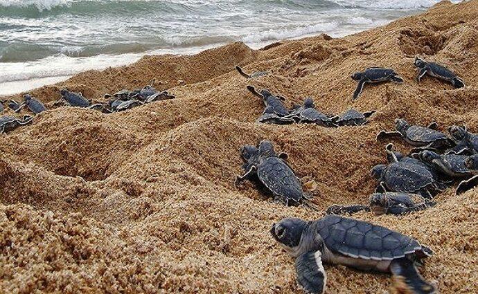 Nueva Esparta: El reto de crecer respetando al ecosistema