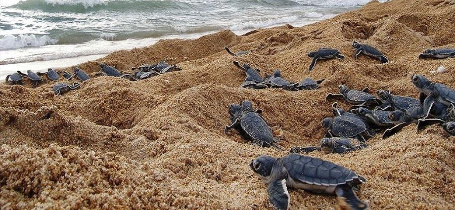 Nueva Esparta: El reto de crecer respetando al ecosistema