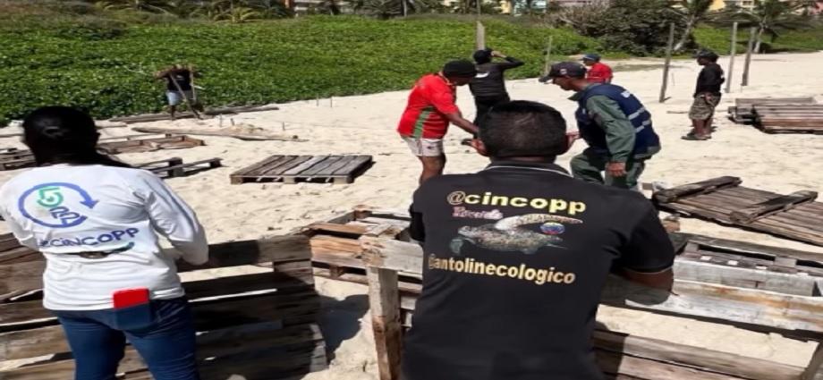 Inicia la construcción del vivero de tortugas marinas en Playa Parguito