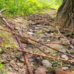 La Décima en el día a día: Por los caminos de espinos