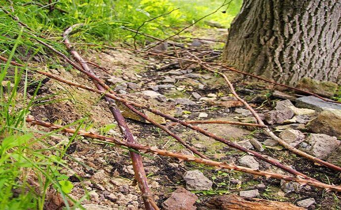 La Décima en el día a día: Por los caminos de espinos