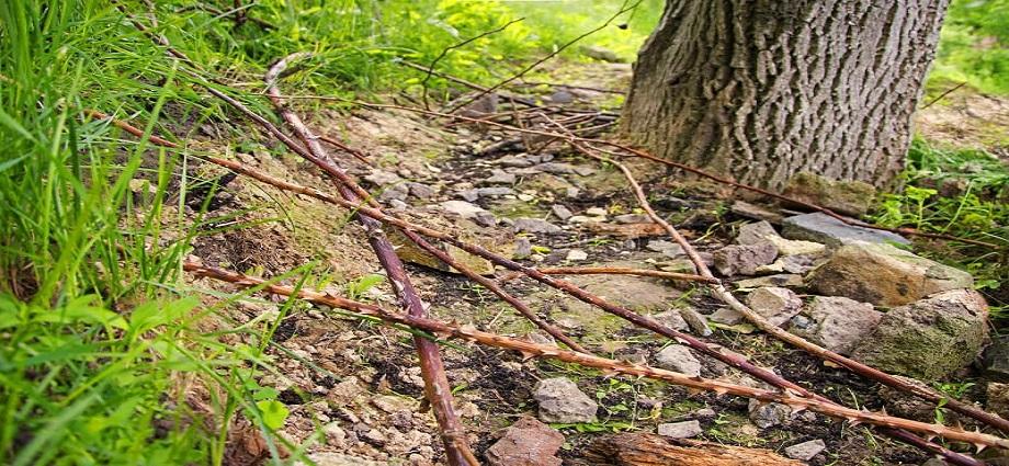 La Décima en el día a día: Por los caminos de espinos