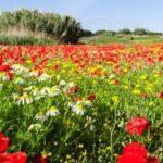 La Décima en el día a día: Cuando llegue la primavera