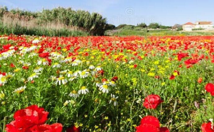 La Décima en el día a día: Cuando llegue la primavera