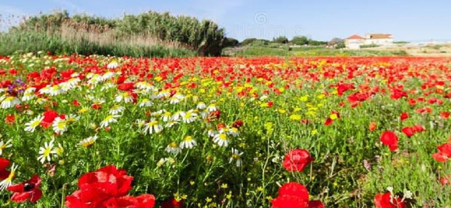 La Décima en el día a día: Cuando llegue la primavera