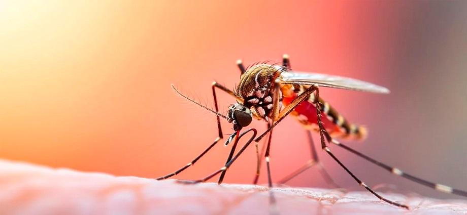 Ministerio de Salud reporta control estricto de fiebre amarilla en Venezuela