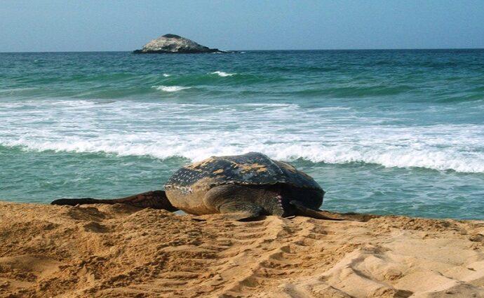 Autoridades activan plan estratégico para proteger a la tortuga Cardón