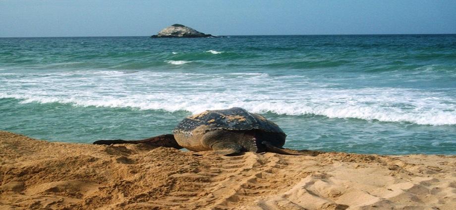 Autoridades activan plan estratégico para proteger a la tortuga Cardón