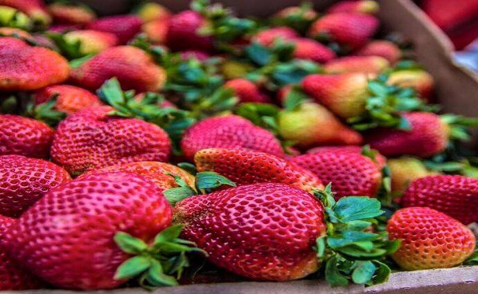 Llega la primera edición del Festival de la Fresa en al Colonia Tovar