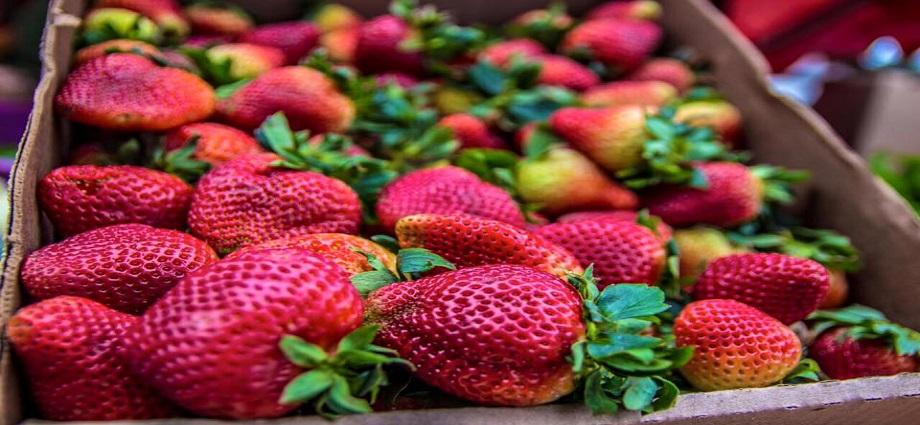 Llega la primera edición del Festival de la Fresa en al Colonia Tovar