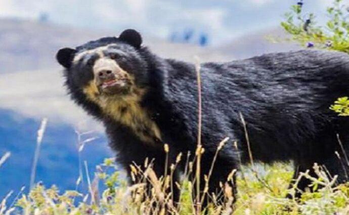 Captan a osa frontina con dos crías montañas de Lara