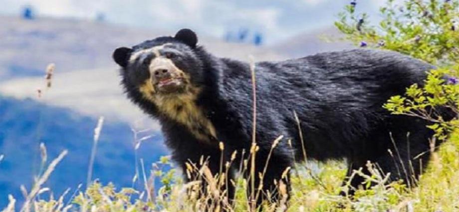 Captan a osa frontina con dos crías montañas de Lara