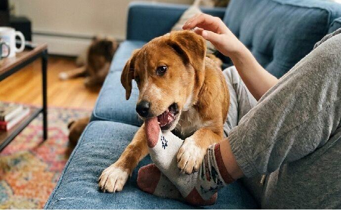 Los Cachos de Marunga: Malagradecido