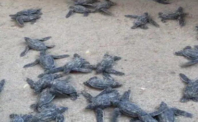 Comerciantes de playa Parguito convoca para la construcción del Vivero de Tortugas