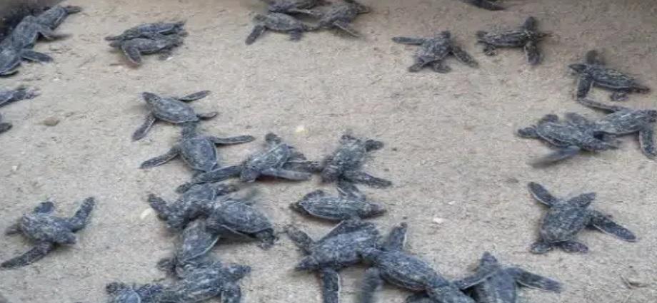 Comerciantes de playa Parguito convoca para la construcción del Vivero de Tortugas