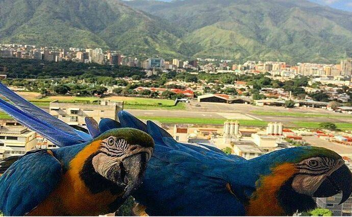 La consolidación de las guacamayas como ícono urbano