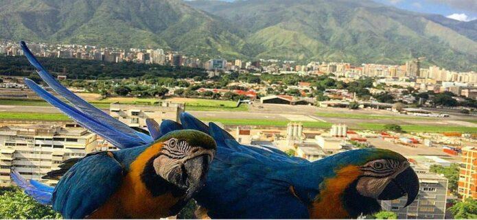 La consolidación de las guacamayas como ícono urbano