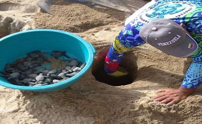 La Guaira impulsa leyes para la protección de tortugas marinas y uveros de playa